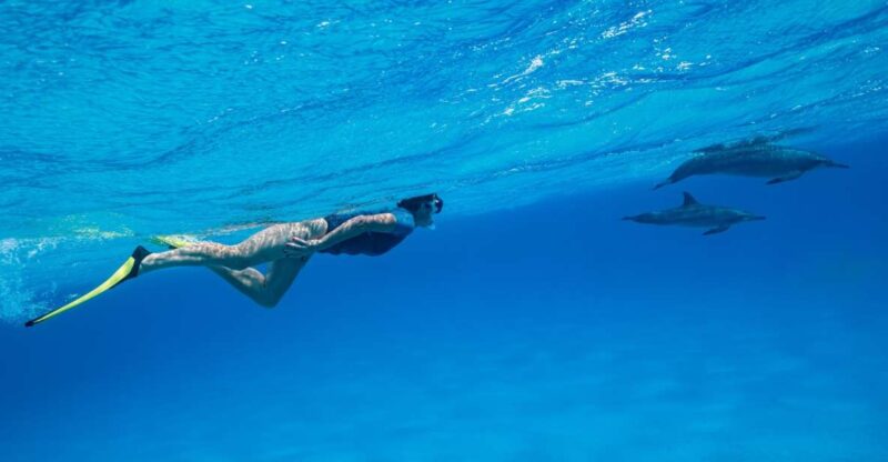 El Gouna: Dolphin Watching Boat Tour With Snorkeling & Lunch - Itinerary Highlights