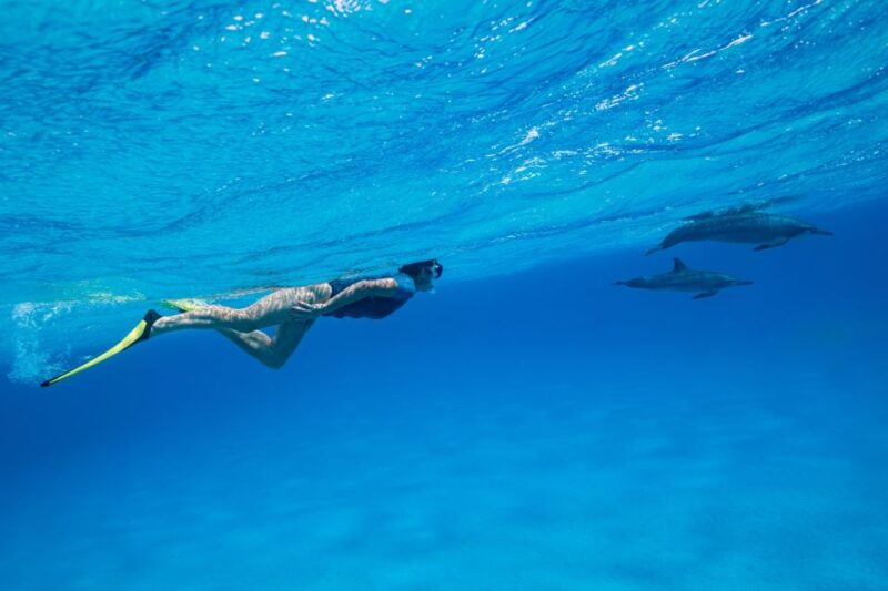 El Gouna: Dolphin Watching Boat Tour With Snorkeling & Lunch - Key Points