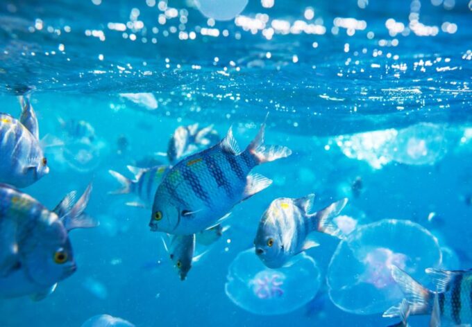 El Gouna: Dolphin Watching Boat Tour With Snorkeling & Lunch - Customer Feedback