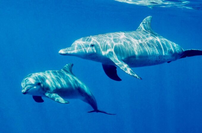 El Gouna: Dolphin Watching Boat Tour With Snorkeling & Lunch - Snorkel in Vibrant Coral Reefs