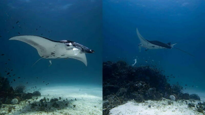 El Nido: Discover Scuba Diving with Manta Rays in Sibaltan - An Honest Look at the Experience