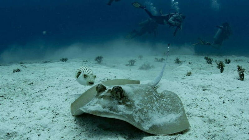 El Nido: Discover Scuba Diving with Manta Rays in Sibaltan - Final Thoughts