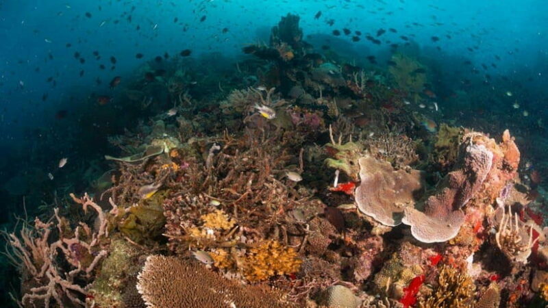 El Nido: Discover Scuba Diving with Manta Rays in Sibaltan - FAQ