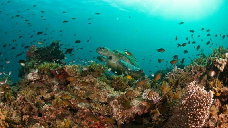 El Nido: Manta Ray Diving Experience in Sibaltan - The Sum Up