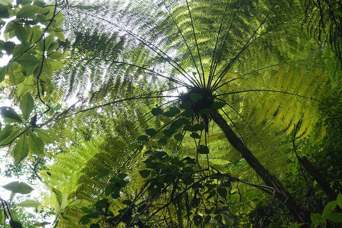 El Nogalito Mountain and Waterfall Half-Day Hiking Tour - Reflections and Memories