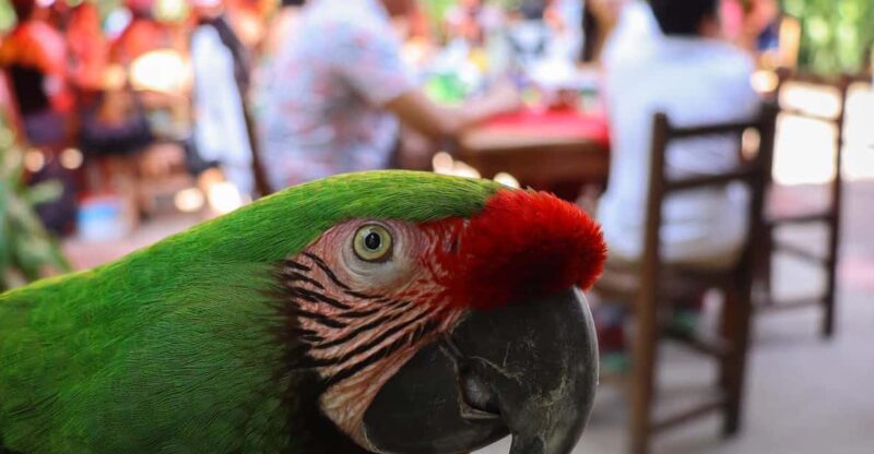 El Nogalito, Puerto Vallarta, Hiking Experience With Locals - Highlights of the Adventure