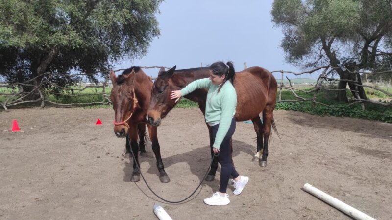El Palmar: Reconnect Through Coaching With Horses - Improving Self-Esteem Through Horses