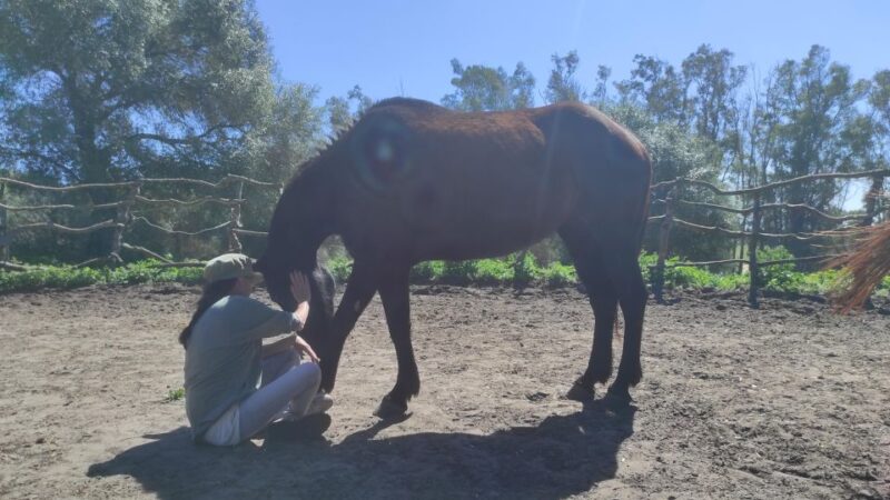 El Palmar: Reconnect Through Coaching With Horses - Gaining Perspective With Horses