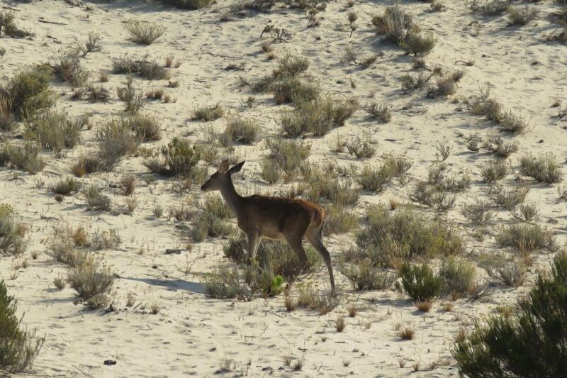 El Rocío: Doñana National Park 4x4 Guided Tour - Inclusions and Transportation