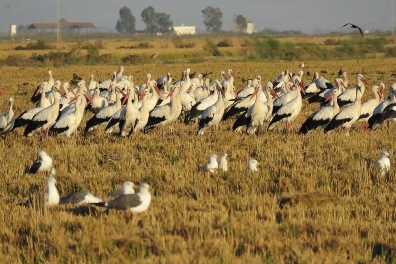 El Rocío: Doñana National Park 4x4 Guided Tour - Customer Reviews and Ratings