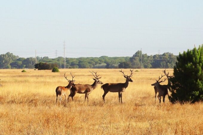 El Rocío: Doñana National Park 4x4 Guided Tour - Access to Restricted Areas