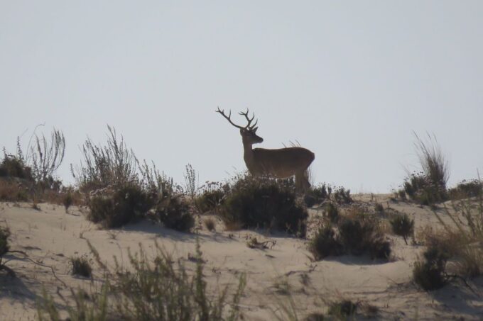 El Rocío: Doñana National Park 4x4 Guided Tour - Visiting the Visitors Center