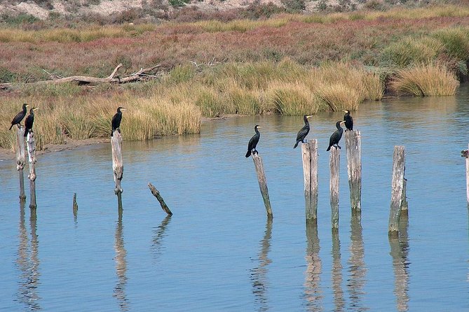 El Rocio, Donana Natural Park and Matalascanas Beach Day Trip From Seville - Tour Logistics and Inclusions