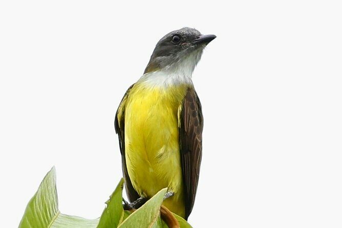 El Suzanne Estate Birding & Nature Reserve Tour - A Closer Look at the Itinerary