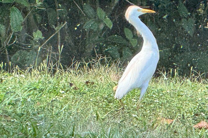 El Suzanne Estate Birding & Nature Reserve Tour - Who Should Consider This Tour?