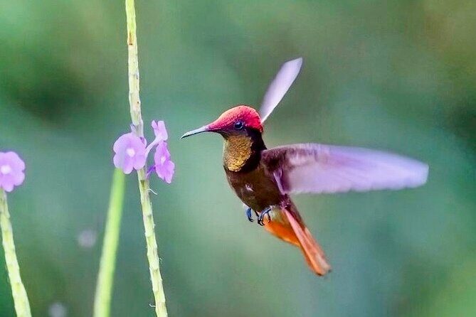 El Suzanne Estate Birding & Nature Reserve Tour - FAQ