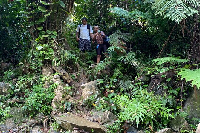El Yunque Guided Waterfall Experience With Transport - Guided Hike and Personalized Attention
