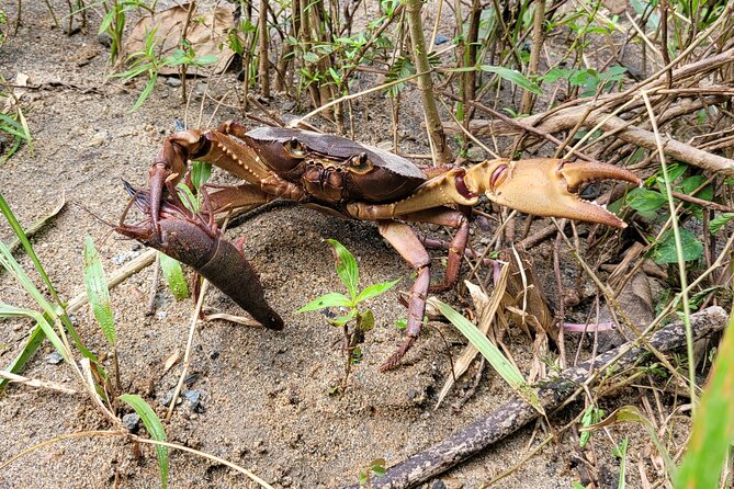 El Yunque National Forest - The Road 191 Corridor - Half Day Tour - Tour Guides and Experience