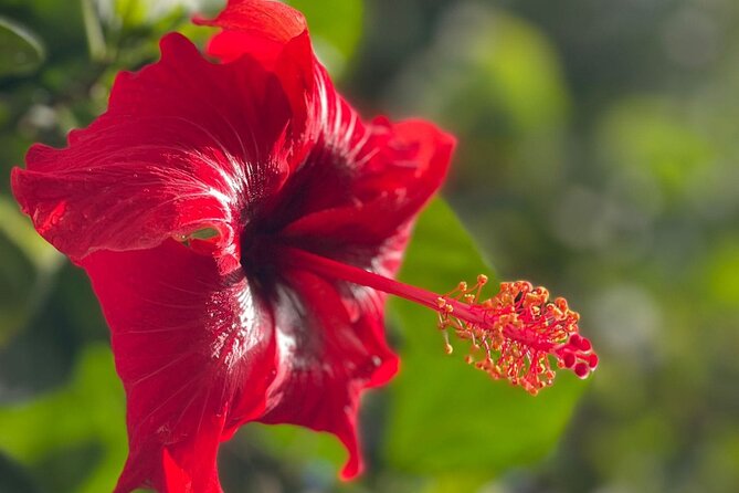 El Yunque Private Hiking and Waterfall Tour With Transport - Booking and Cancellation Details