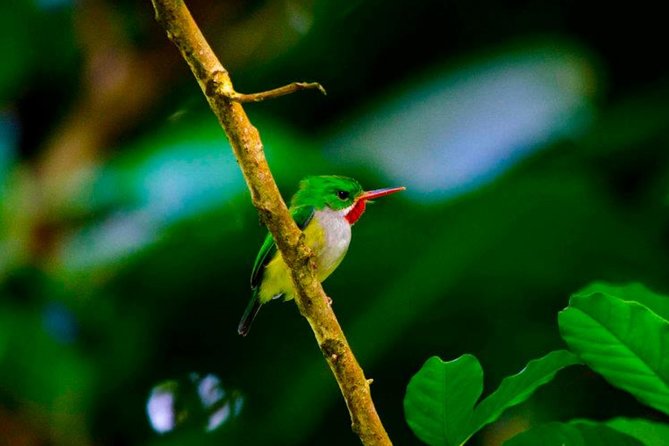 El Yunque Rainforest and Zipline Canopy Combo Tour - What to Bring and Wear