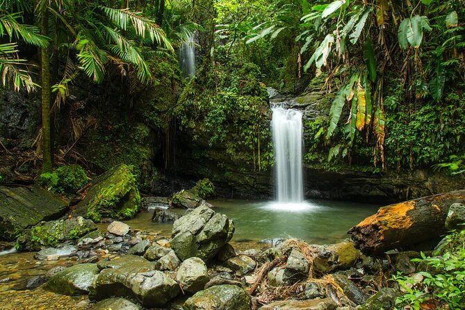 El Yunque Rainforest Guided Tour - Paracas Rainforest Experience