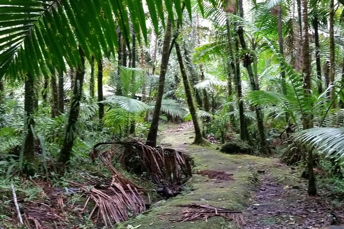 El Yunque Rainforest Hiking Tour From San Juan - Tour Recommendations for Visitors