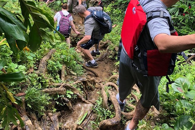 El Yunque Rainforest Tour With Transport From San Juan Area - Taking in Natures Beauty
