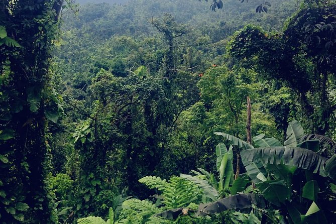 El Yunque Rainforest, Waterslides, and Beach Tour With Transport - Health and Safety Guidelines