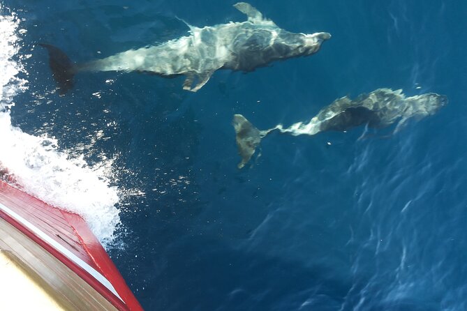 Elaphite Islands Boat Cruise in Dubrovnik - Unique Sailing Experience