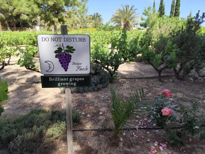 Elche: Oil & Wine Tasting With Local Food Tasting - Important Guidelines