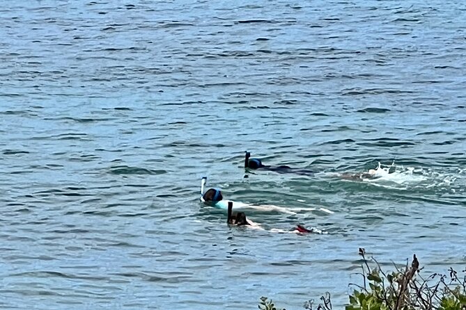 Electric Beach Snorkeling With Dolphins Tour - Dolphin Encounters