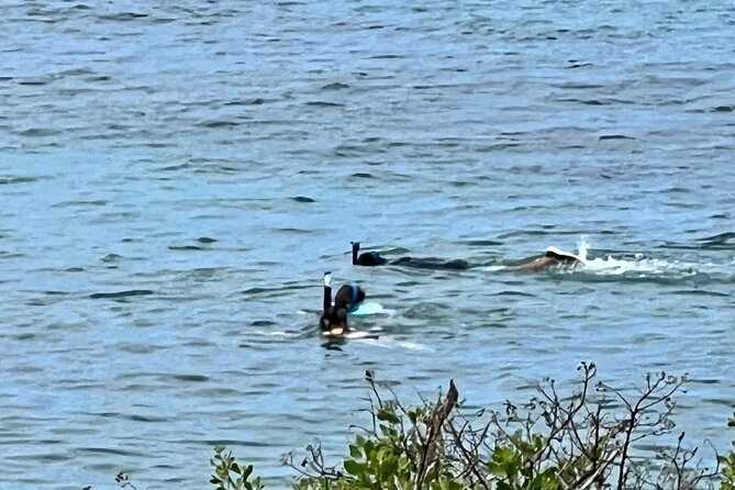 Electric Beach Snorkeling With Dolphins Tour - Top Highlights and Experiences