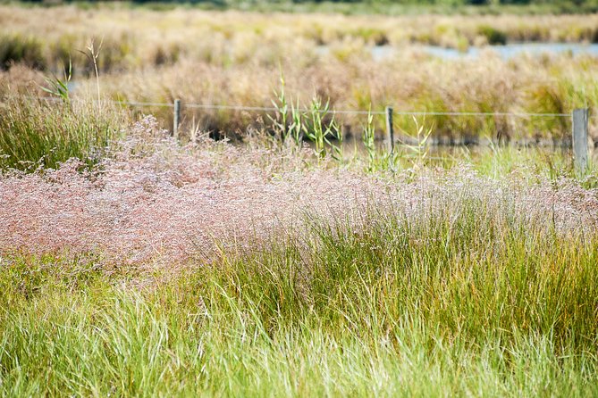 Electric Bike Excursion in Camargue - Suitability and Cancellation Policy