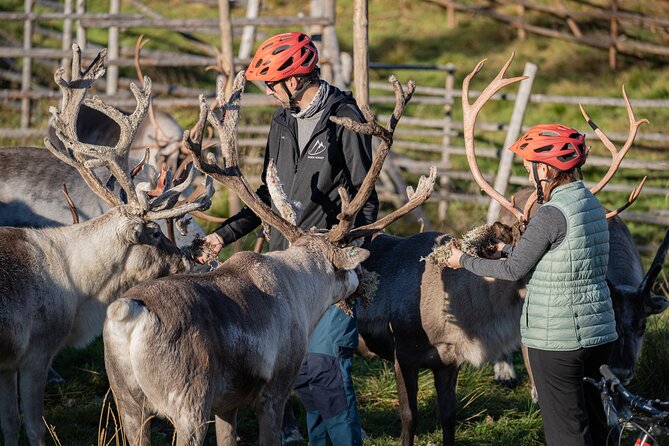 Electric Fatbike Trip to the Reindeer Farm - Interacting With the Reindeer