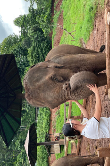 Elefin Farm & Cafe Half-Day Tour With Private Car - Tour Inclusions