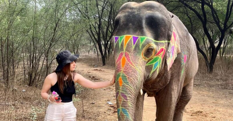 Elefun Best Elephant Sanctuary in Jaipur - Exclusive Elephant Interaction Activities