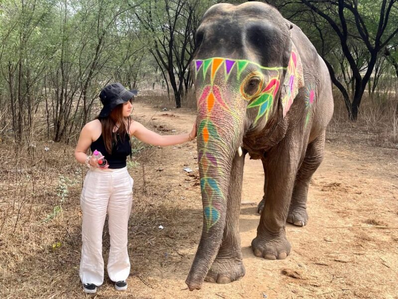 Elefun Best Elephant Sanctuary in Jaipur - Ethical Approach to Elephant Welfare