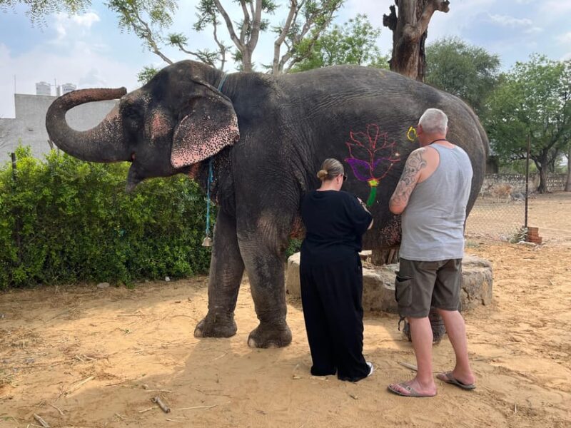 Elefun Best Elephant Sanctuary in Jaipur - What to Expect at Sanctuary