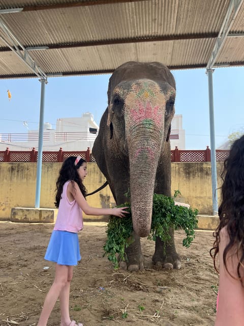 Elefun Best Elephant Sanctuary in Jaipur - Participant Guidelines and Recommendations