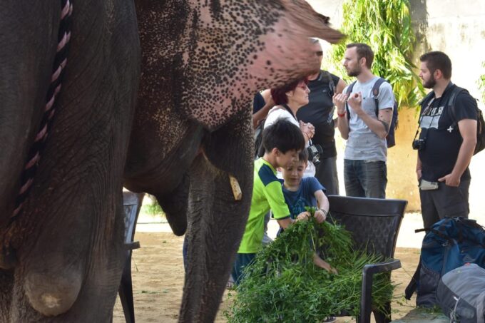 Elefun Best Elephant Sanctuary in Jaipur - Getting to Elefun Sanctuary