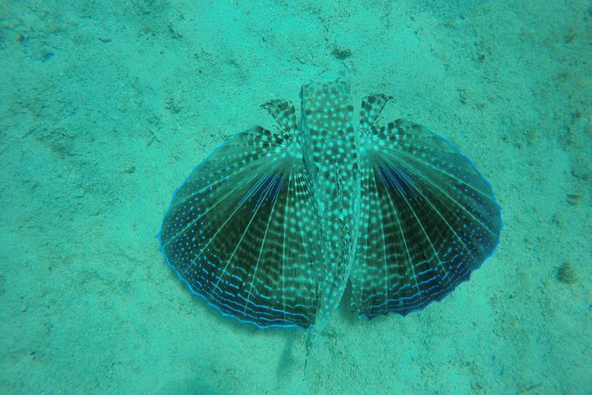 Elegance Catamaran Cruises Sailing Lunch Snorkel and Swim Excursion - Meeting and Pickup Details