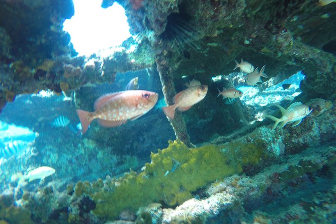 Elegance Catamaran Cruises Sailing Lunch Snorkel and Swim Excursion - Vegetarian Options