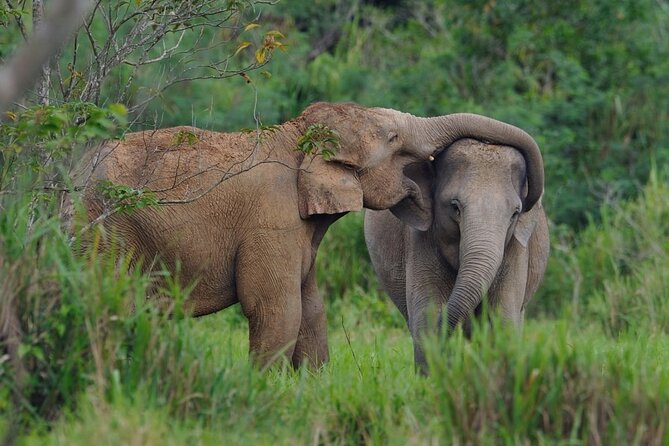 Elephant and Animal Watching in Kuiburi National Park - Join Afternoon Tour - Reviews and Feedback