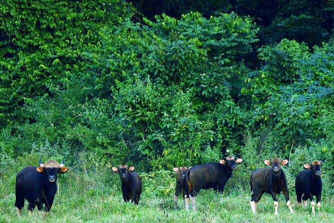 Elephant and Animal Watching in Kuiburi National Park - Join Afternoon Tour - Important Considerations