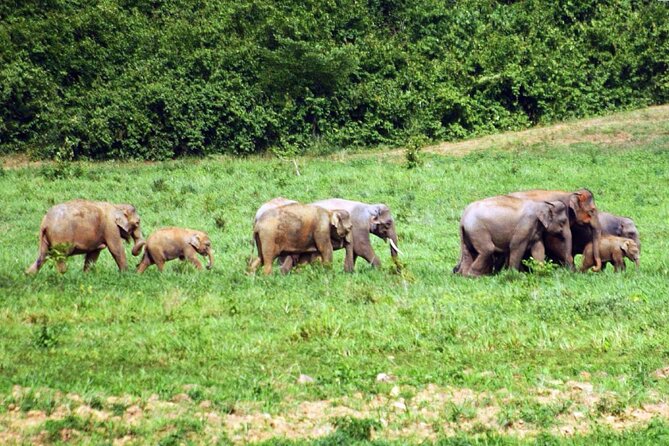 Elephant and Animal Watching in Kuiburi National Park - Join Afternoon Tour - Tour Highlights