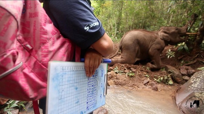 Elephant and Gibbon Encounters - 5days/4nights - Interaction With Local Karen Communities