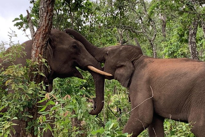 Elephant and Gibbon Encounters - 5days/4nights - Arrival and Cultural Activities