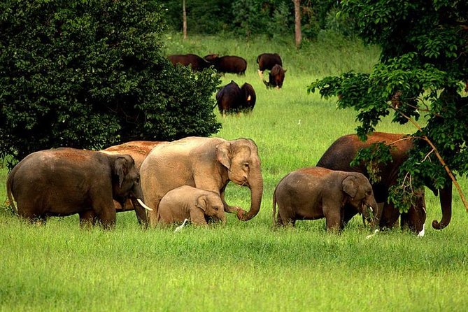 Elephant and Wildlife Watching in Kuiburi National Park - Private Afternoon Tour - Inclusions