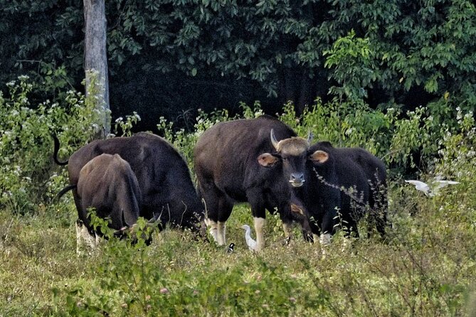 Elephant and Wildlife Watching in Kuiburi National Park - Private Afternoon Tour - Customer Feedback
