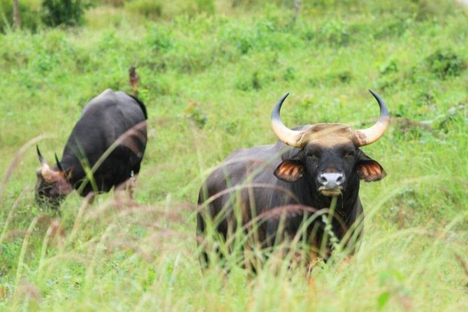 Elephant and Wildlife Watching in Kuiburi National Park - Private Afternoon Tour - Professional Guide